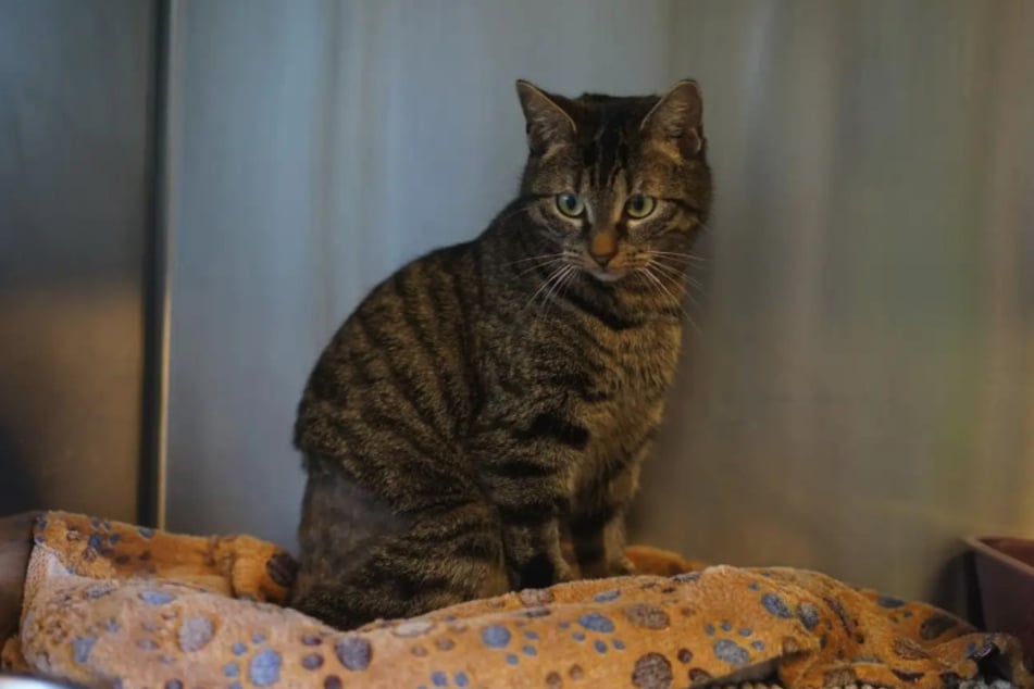 Die arme Katze erlitt eine Beckenfraktur und einen Schwanzabriss, deswegen musste sie mehrmals operiert werden.