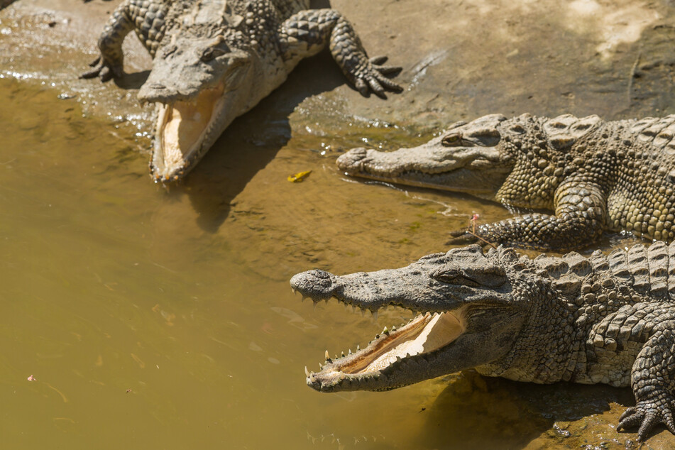 Krokodile und Schlangen: Wilde Tiere machen Großstadt unsicher