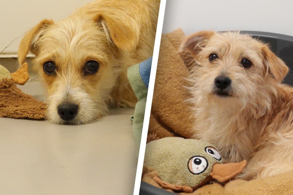 Pixy und Panni haben Glück, am Leben zu sein! Hundewelpen in Kiste gepackt und im Wald ausgesetzt