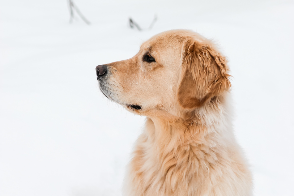 Golden retrievers are some of the best, and most versatile dogs in the world.
