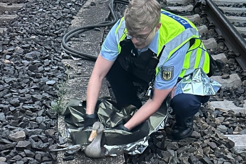 Die Polizei rettete eine verletzte Graugans aus dem Gleisbereich.