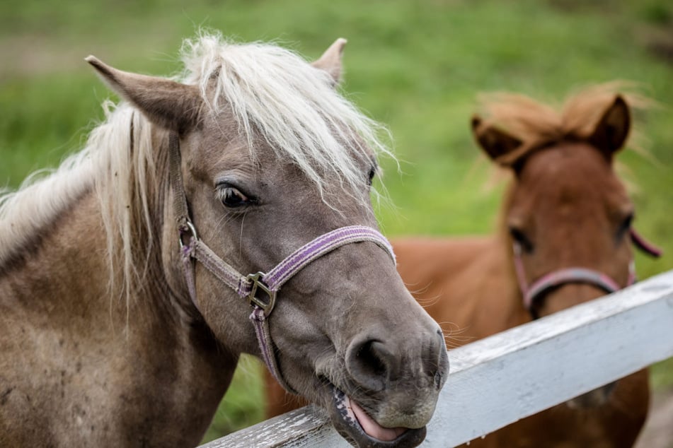 Ein Unbekannter hat eine Pferdekoppel so manipuliert, dass sich die Tiere schwer – im schlimmsten Fall sogar tödlich – verletzt hätten können. (Symbolfoto)