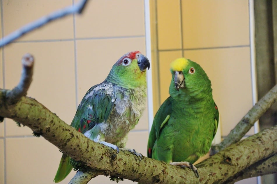 Ecuadoramazone Bonci (l.) und Gelbscheitelamazone Kucky sind ein ungewöhnliches, aber ein umso liebenswerteres Paar.