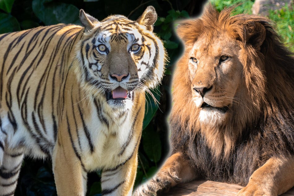 Tiger-Löwin mit Löwe gepaart: So sieht ihr Nachwuchs aus