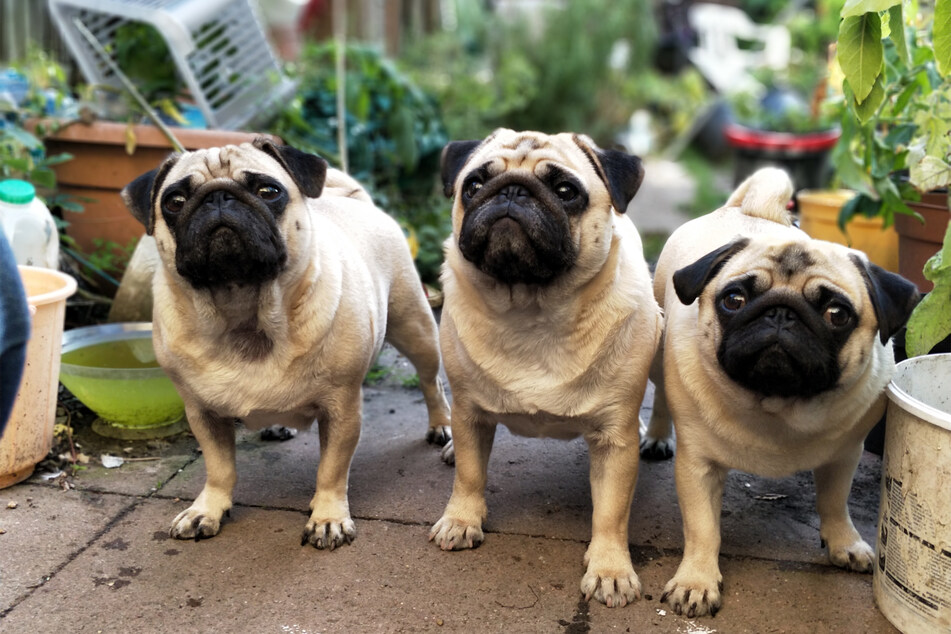 They're pugs, need we say more?