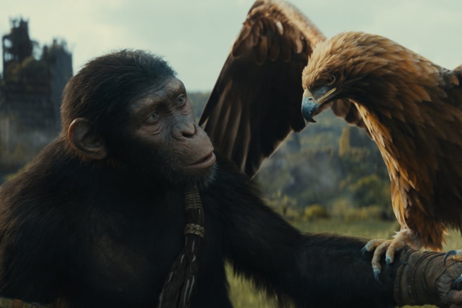 Schimpanse "Noah" ist der Hauptcharakter im neuen "Planet der Affen". Auch sein Adler soll noch eine wichtige Rolle spielen.