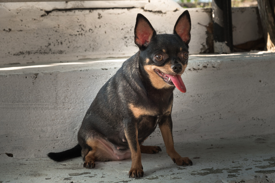 Eine kleine Chihuahua-Hündin musste behandelt werden. Danach gab es großen Ärger in der Tierarztpraxis. (Symbolbild)