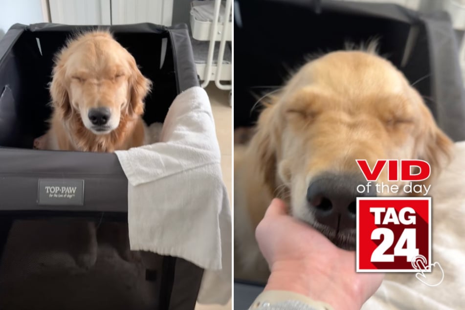 viral videos: Viral Video of the Day for March 19, 2026: Golden retriever wakes up from nap with the sleepiest eyes!