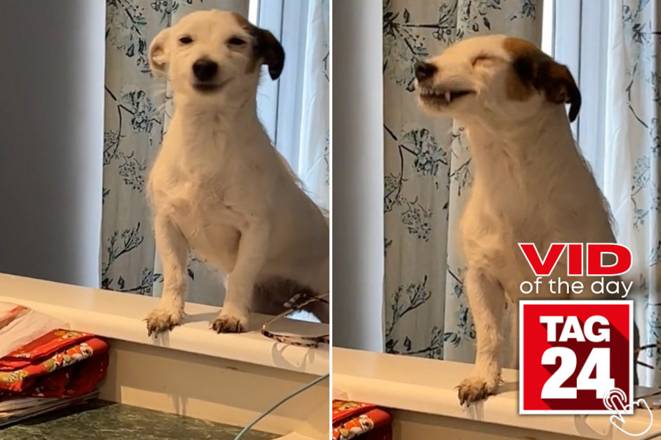 Today's Viral Video of the Day features a doggy who tries to get what he wants by using his charming smile.