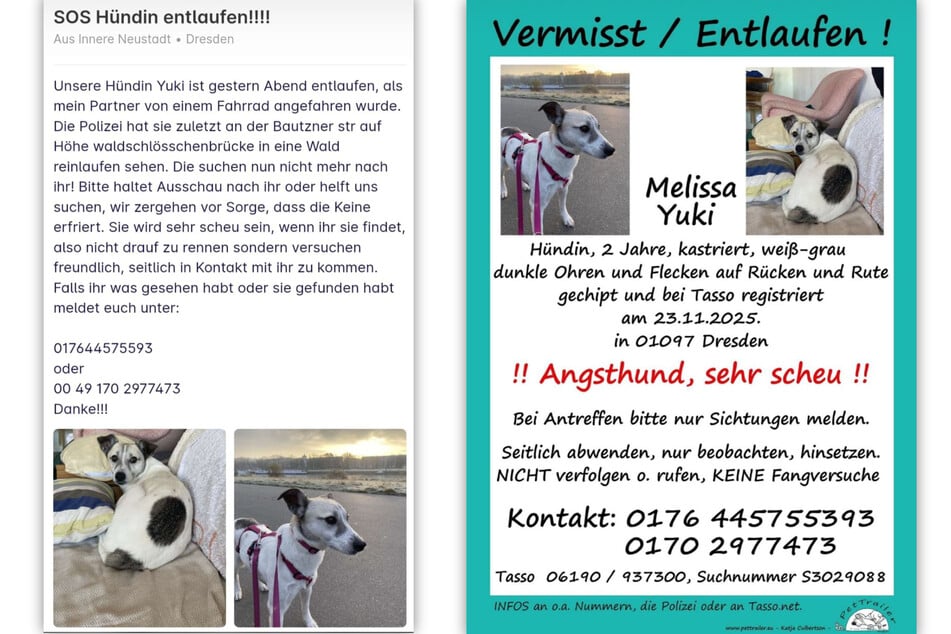 Majitelé Yuki se velice obávají a doufají v jakékoli vodítko k jejímu místu pobytu.