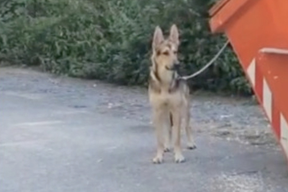 Der Hund am Tierheim Bergheim wurde direkt vor der Tür an einen Container gebunden und ausgesetzt.