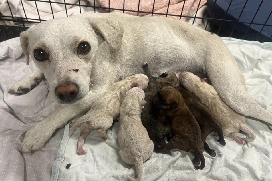 This rescue dog Carol and her six pups are now thriving in foster care.