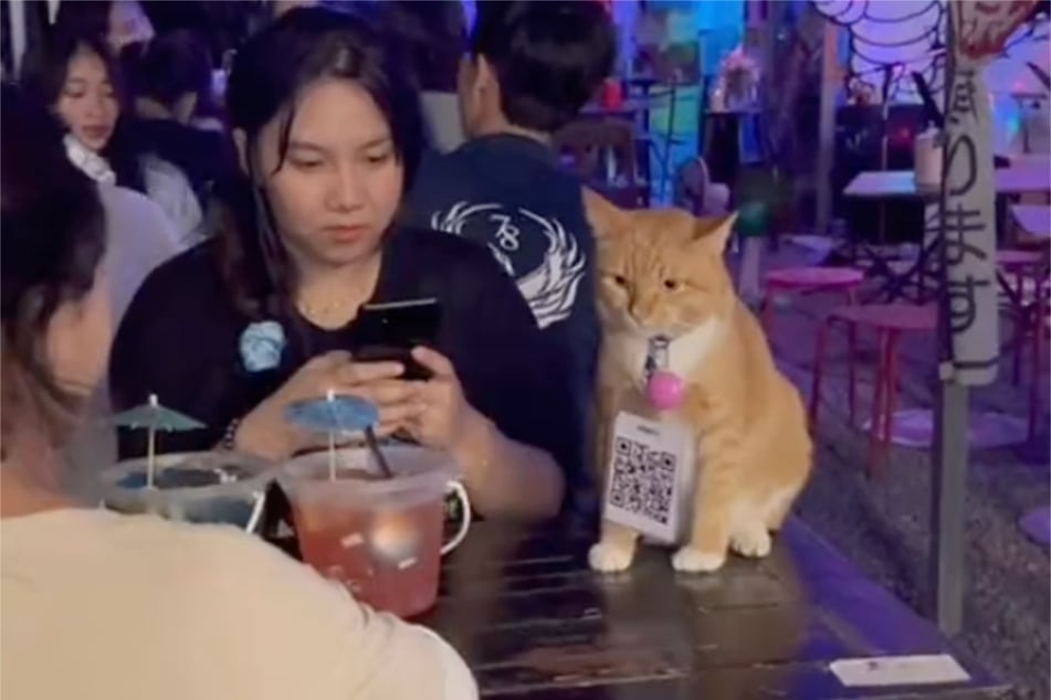 Tony the cat has gone viral for his work as a QR-code-bearing bartender in Thailand.