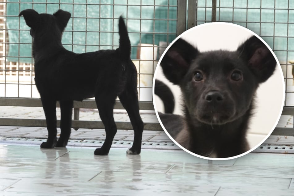 Fenka Zoe hledá domov.