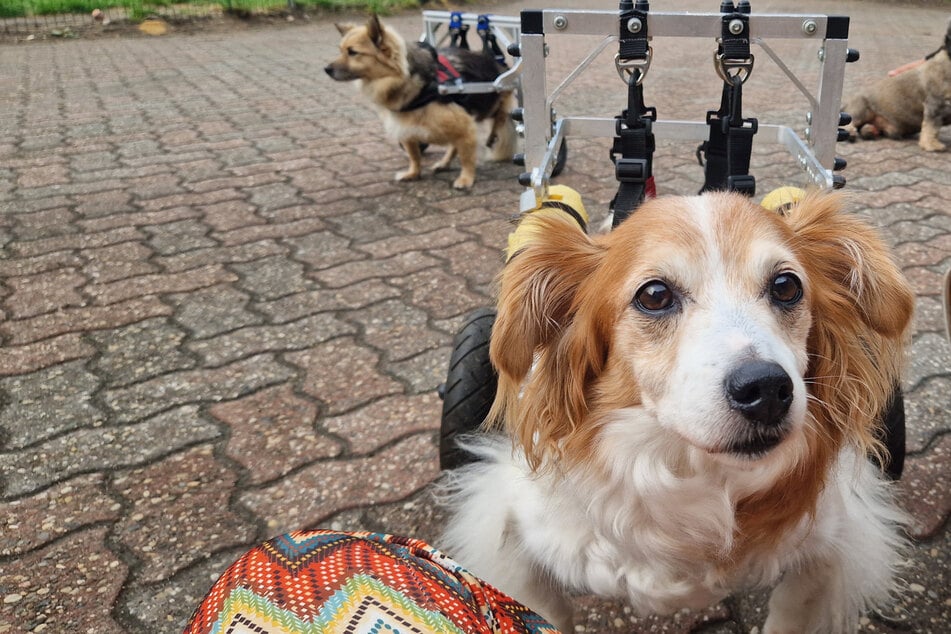 Wenn die Hunde mit ihren Rollis über den Hof flitzen, ist es kaum vorstellbar, dass viele von ihnen eigentlich hätten eingeschläfert werden sollen.