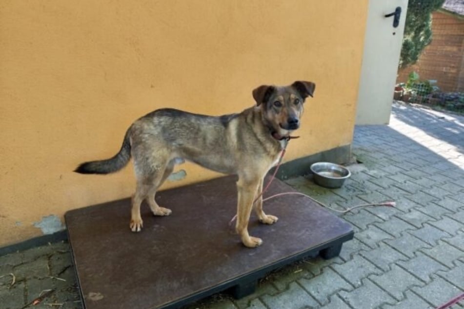 Ares kam bereits als zehn Monate alter Welpe ins Tierheim.