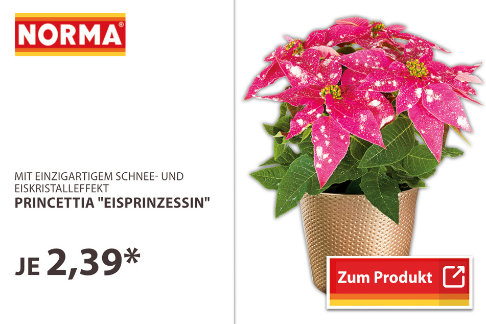 Princettia "Eisprinzessin"