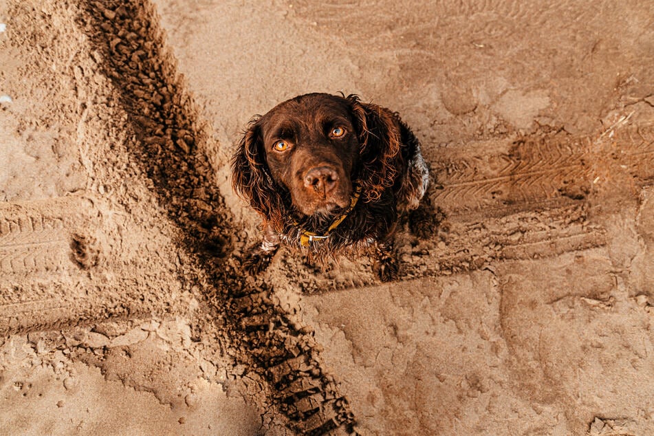 Dogs stare at you out of love, not war. Give them a pat and appreciate the appreciation!