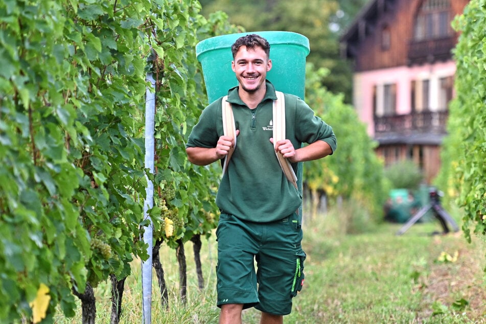 Alberto (21) trägt die Kiepe voller Trauben zur Sammelstelle.