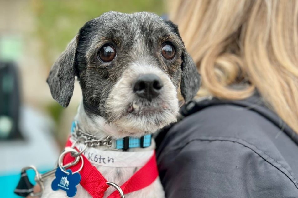 ¡Al fin salvado: así es realmente uno de los perros.