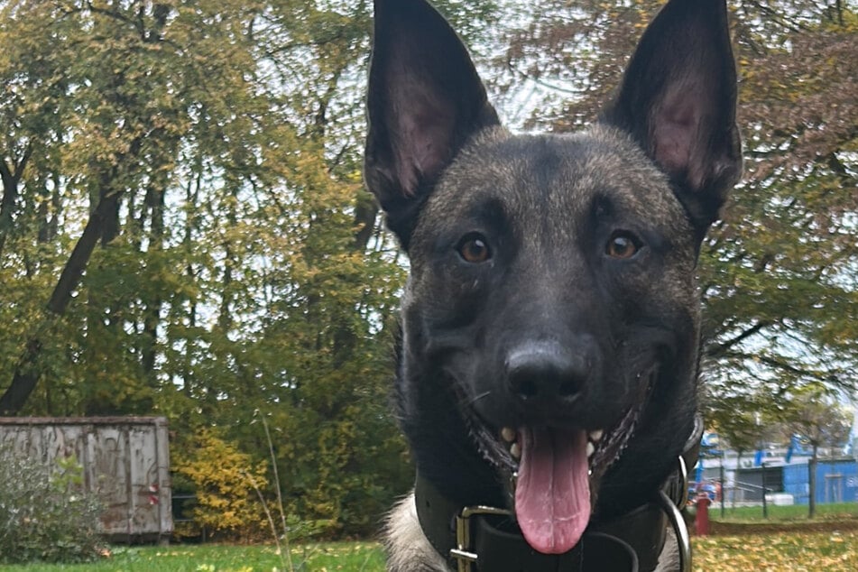 Diensthund Marduk schnappt flüchtigen Tatverdächtigen: Polizei fahndet nach Mittäter