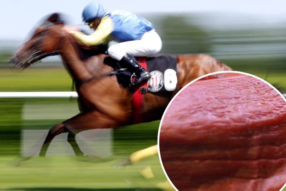 Bedürftiger biss auf Mikrochip: Preisgekröntes Rennpferd landet illegal in Suppenküche