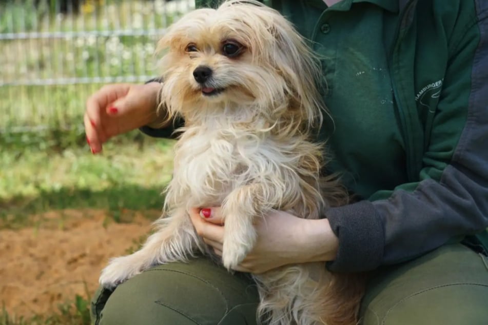 Lissy eignet sich mit ihrer sanften und liebevollen Art als Familienhund.