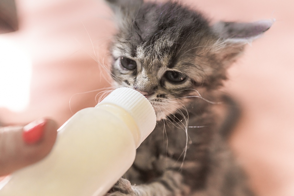 Cats should only drink milk that is specifically meant for their consumption.