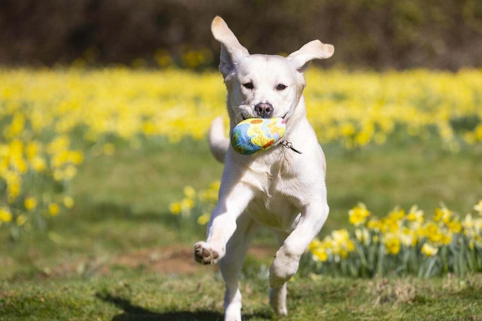 As Labradors (pictured) and Corgis are very active, a Corgidor also needs a lot of exercise.