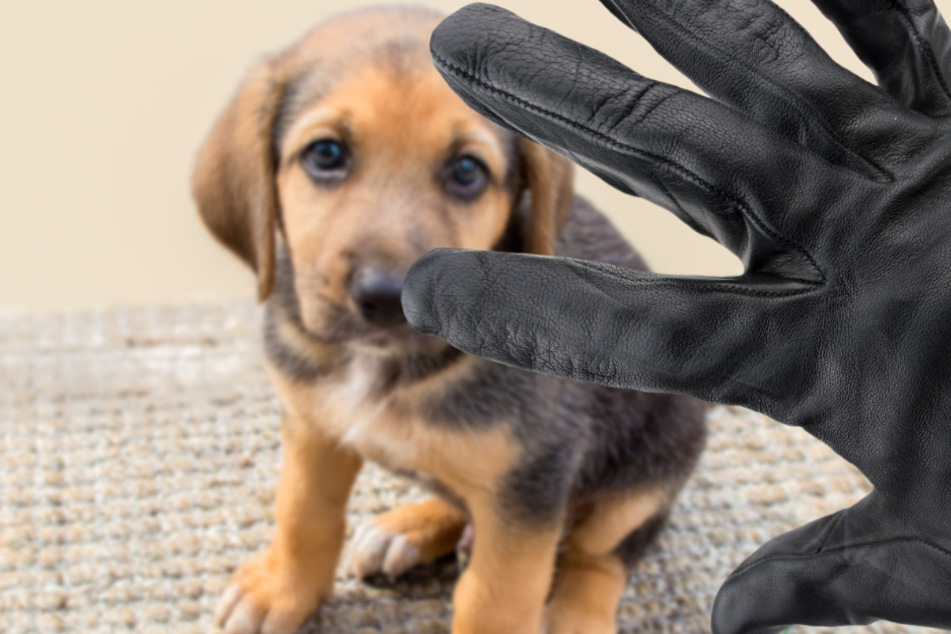 2020 wurden der Polizei in Großbritannien etwa 2000 Hundediebstähle gemeldet. (Symbolbild)
