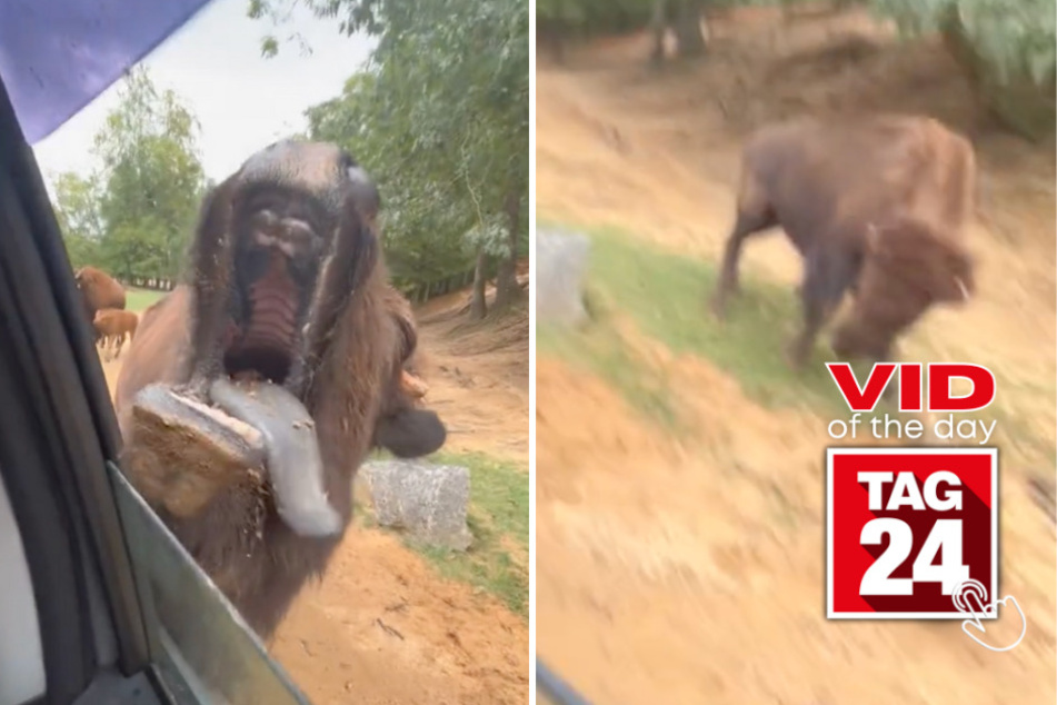 viral videos: Viral Video of the Day for August 2, 2023: Animal anarchy on surreal drive-through tour