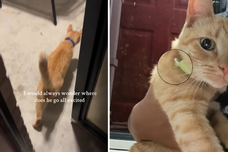 Mujer se queda boquiabierta al descubrir un mensaje en el collar de su gato.