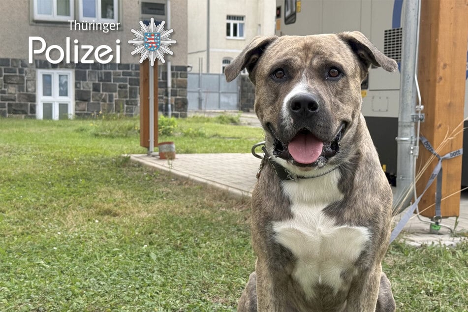 Die Polizei in Gera fand am Mittwochmorgen einen Hund, dessen Besitzer nun gesucht wird.