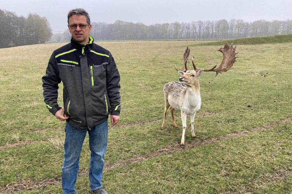Ralf Nahrstedt (45) steht ratlos in seinem Wildgehege in Krappe - immer wieder werden seine Tiere von Wölfen attackiert.