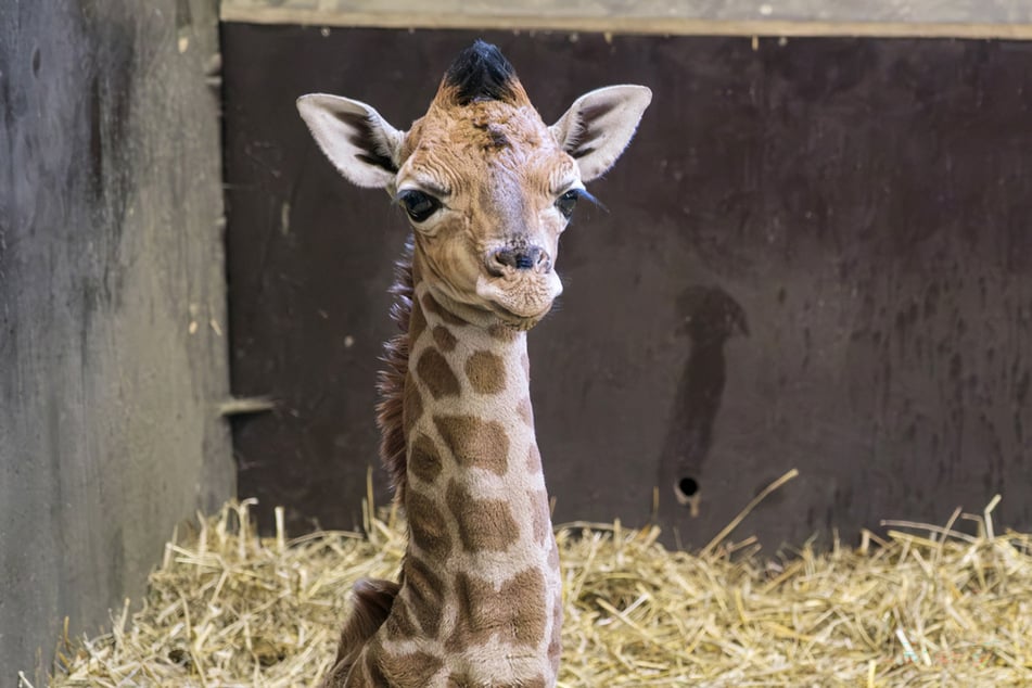 Das Foto zeigt den am 23. März geborenen Giraffen-Bullen Kato, aufgenommen im Zoo Schwerin. (Archivfoto)