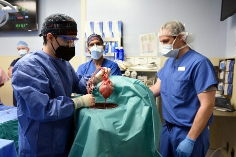 The pig heart, moments before being transplanted into David Bennett Sr.