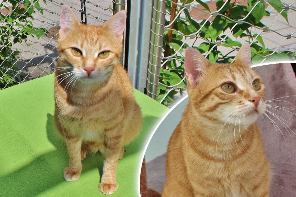 ¿Tiene la gata Suli un problema: encontrará la felicidad de todos modos?