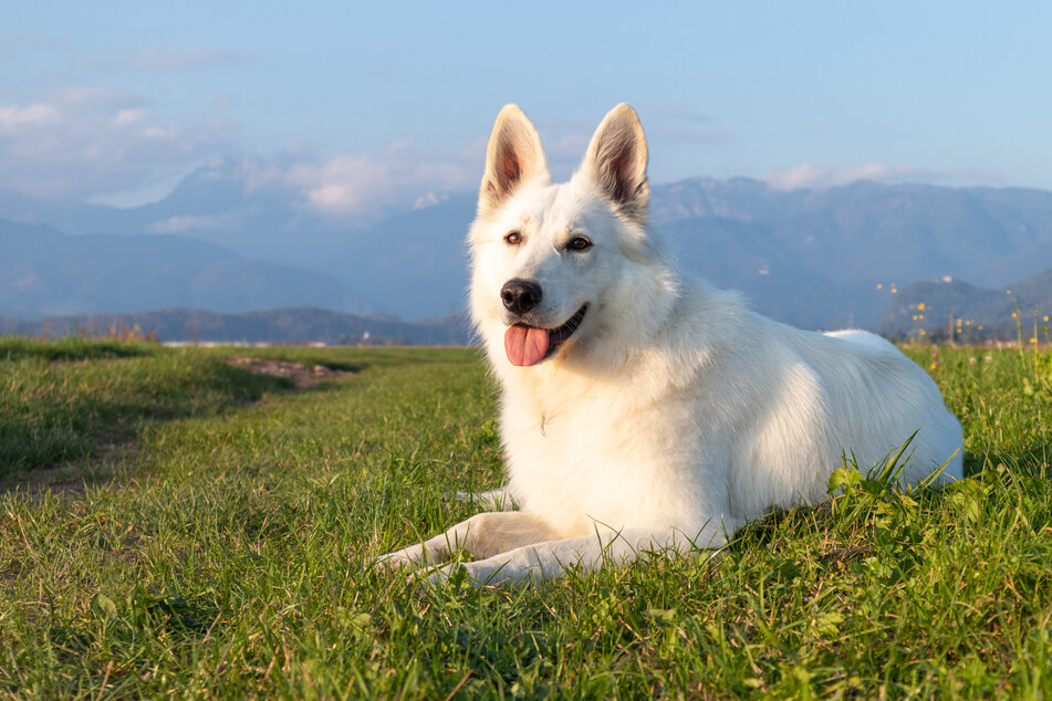 Für Sportfans ist der Berger Blanc Suisse genau der richtige weiße Hund.