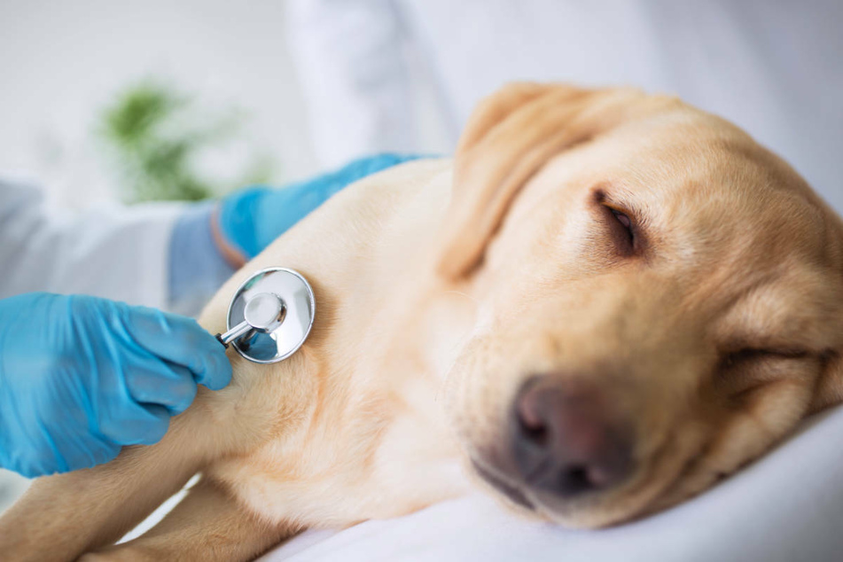 Hunde können an einer Xylit-Vergiftung sterben und sollten nach Aufnahme des Zuckerersatzstoffs umgehend zum Tierarzt gebracht werden. (Symbolfoto)