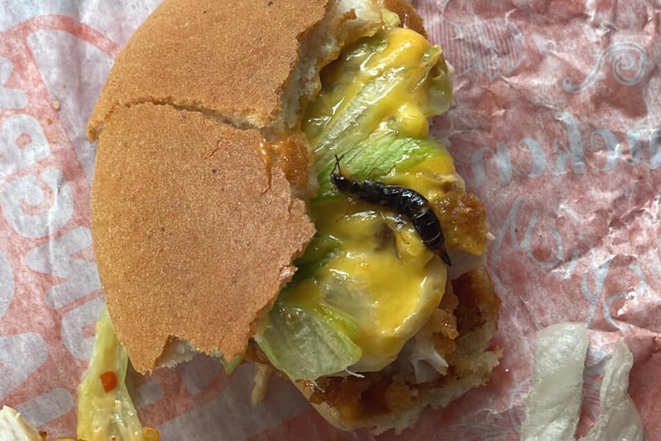 Widerlich: Dieses Insekt fand die Australierin Sophia Mauboy vor Kurzem in ihrem Burger - und das, nachdem sie bereits große Teile davon gegessen hatte.