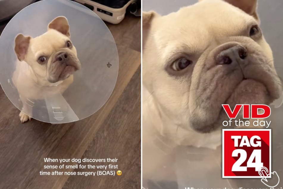 Kygo the dog just smelled food for the very first time after surgery, and his suspicious little face has the internet in tears!