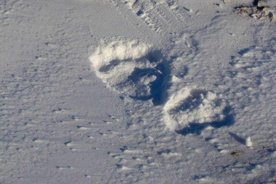 Ein Jäger hat in Österreich Bärenspuren im Schnee entdeckt. (Symbolbild)