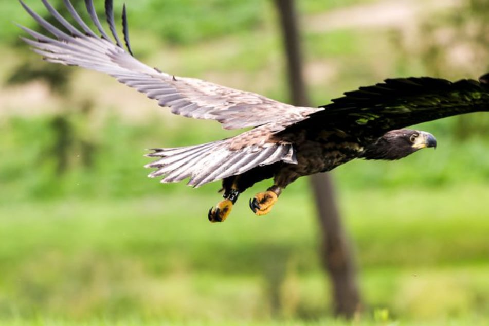 Sieben Jungtiere: Dieser seltene Greifvogel breitet sich in NRW aus
