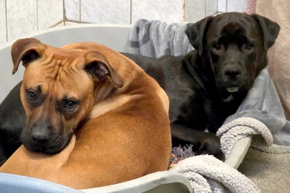 Mocca (l.) wird nur außerhalb Hamburgs vermittelt.