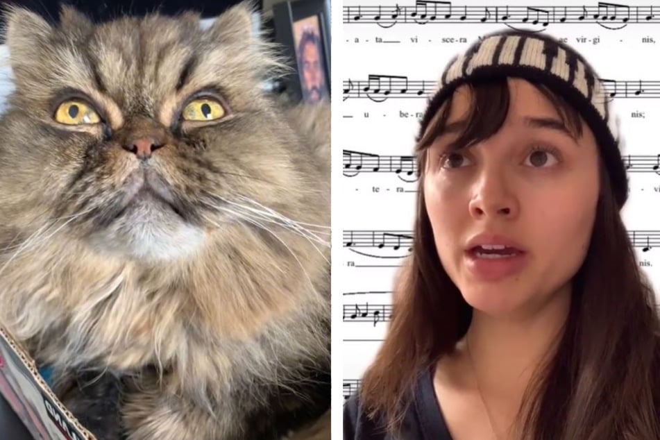 Sängerin probt für Konzert: Die Reaktion ihrer Katze lässt Lachtränen fließen