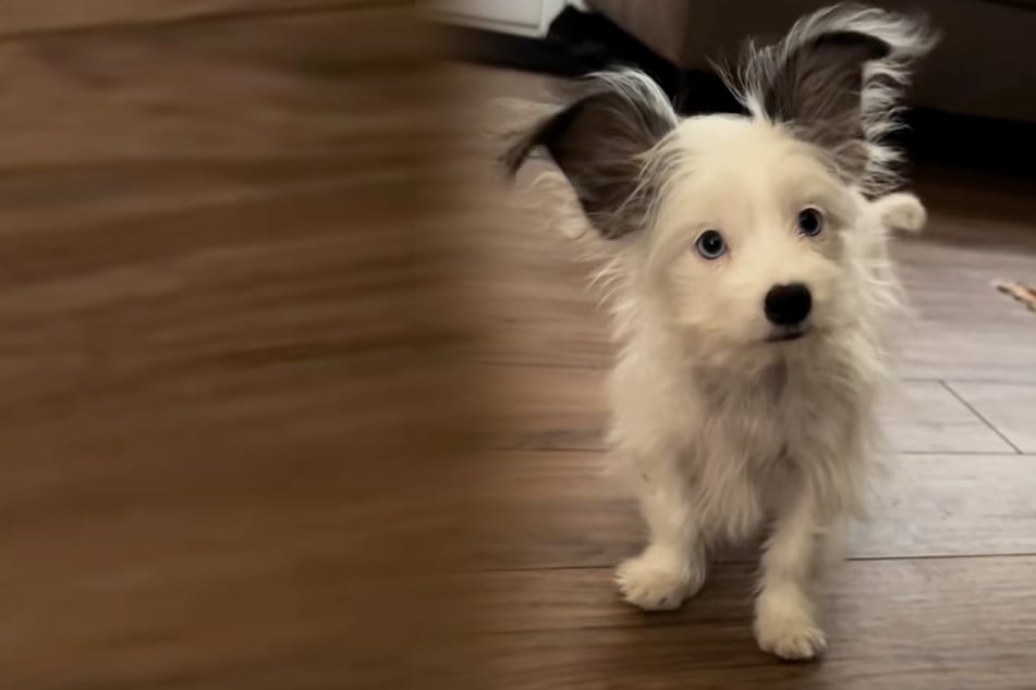 Frau denkt, XXL-Ohren von Welpe verwachsen sich noch: Zwei Jahre später ist sie baff