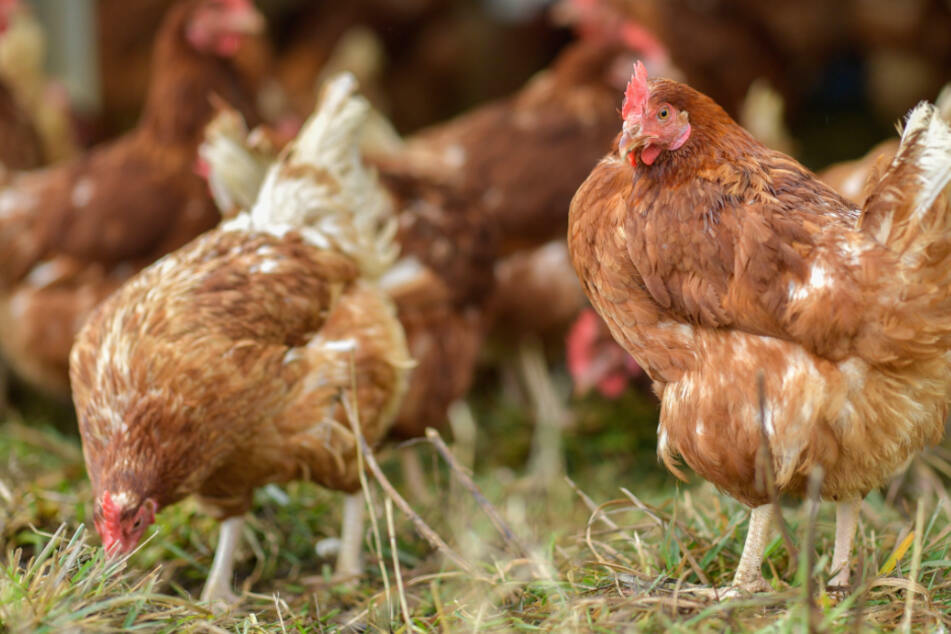 Das Virus vom Typ H5N8 breitet sich in Bayern weiter aus. (Symbolbild)