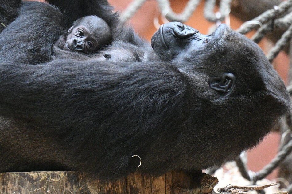 Prager Zoo lüftet Geheimnis um Gorilla-Baby: Es ist ein...