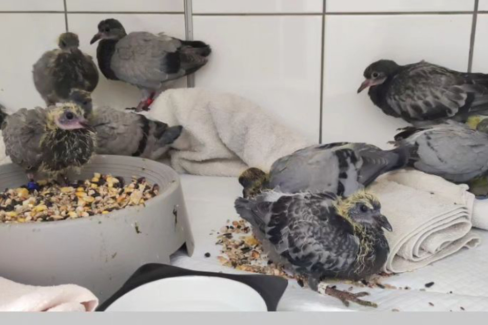 Rund um die Uhr, jeden Tag: Beim Tierschutzverein Halle dreht sich alles um Tauben