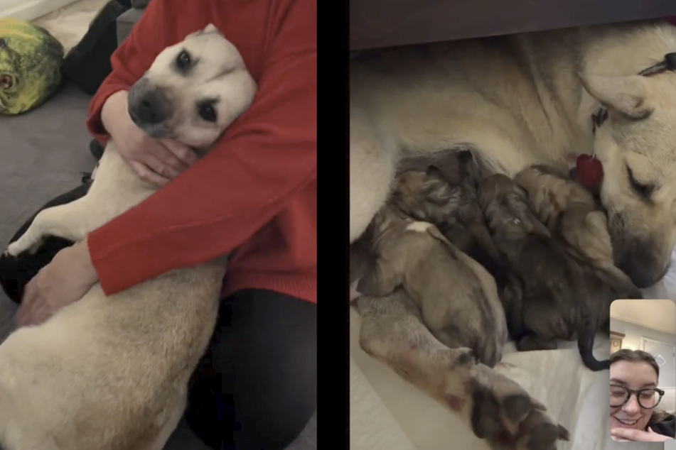 A week after her rescue, Shug Avery gave birth to seven puppies!